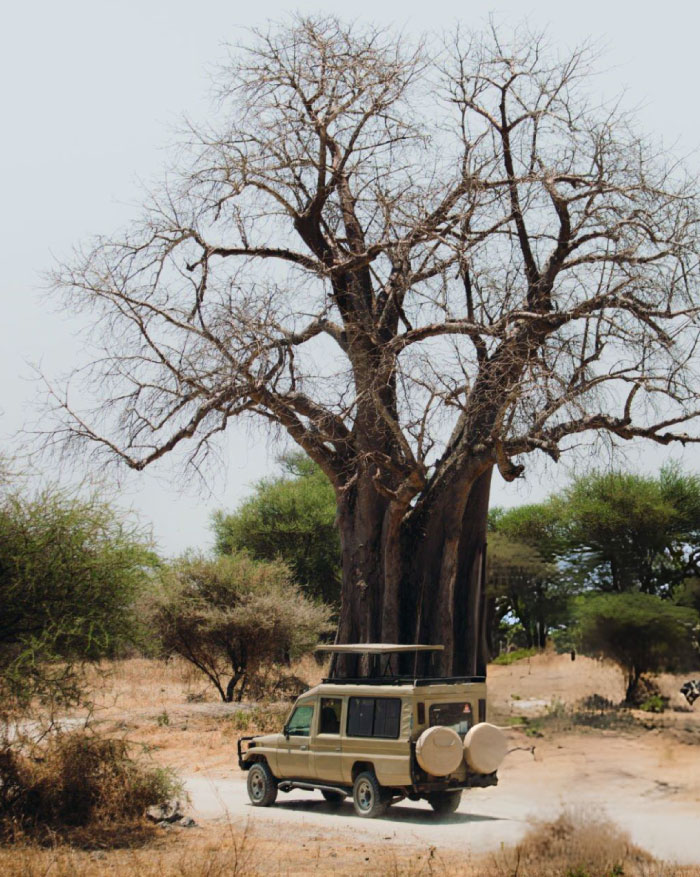 Elephants in Tarangire with Baobabs