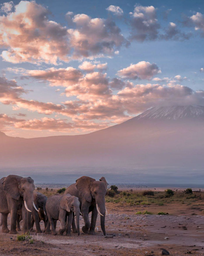 Elephants at Amboseli with Kilimanjaro backdrop