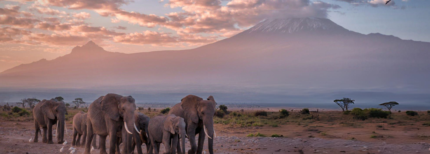 Elephants at Amboseli with Kilimanjaro
