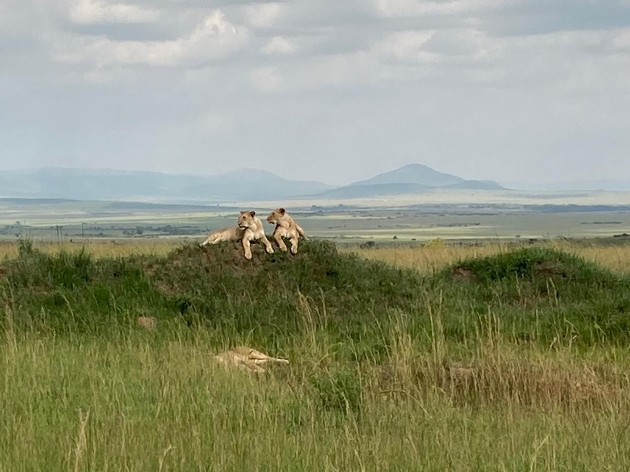 Serian guide with clients on safari