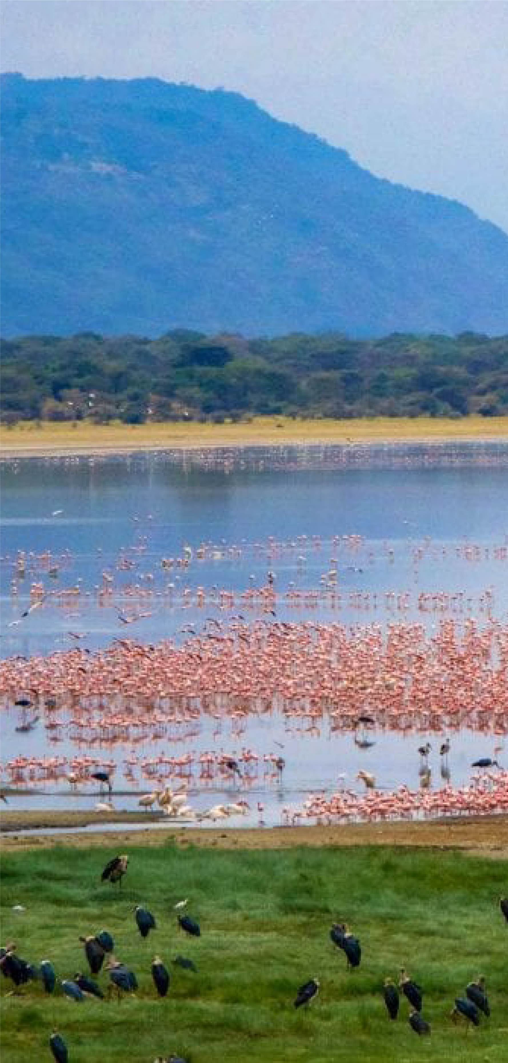 Lake Manyara with flamingos