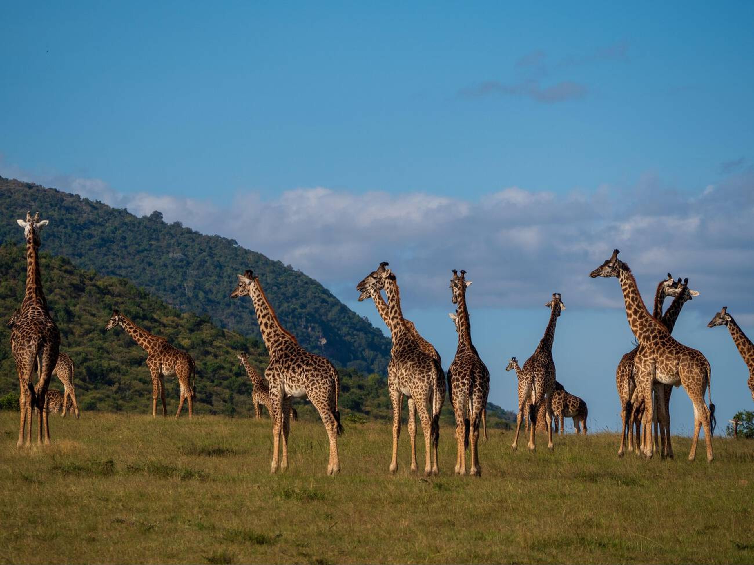 Maasai Mara lion pride