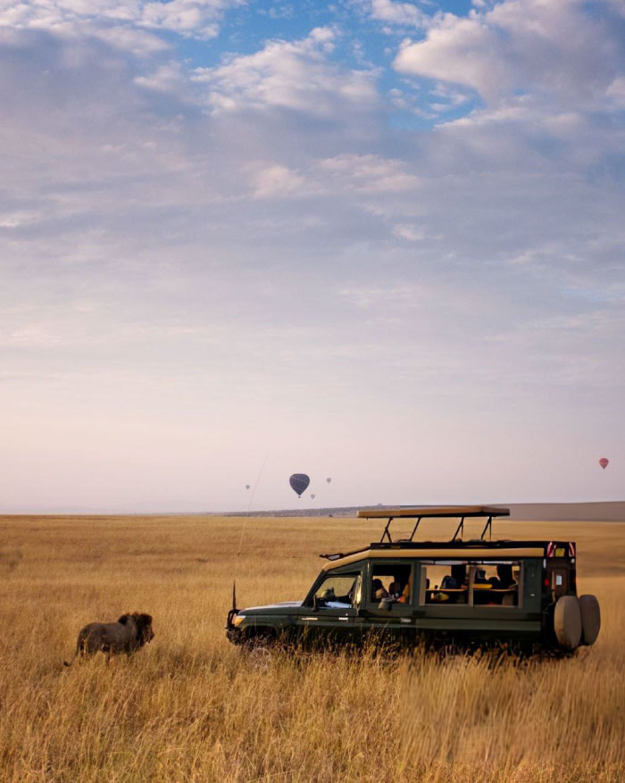 Maasai Mara lions at sunset